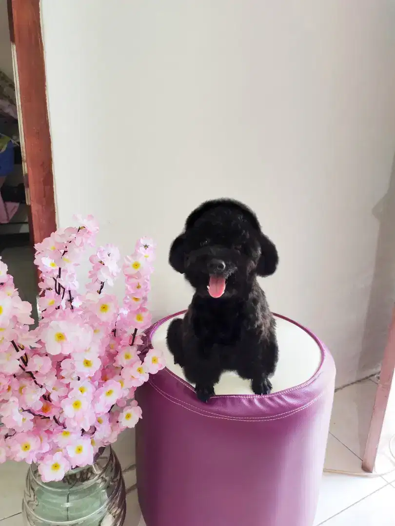 Poodle hitam betina