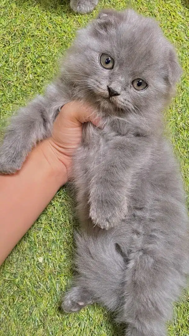 Kitten scottish fold murah berkualitas scottish triple fold betina