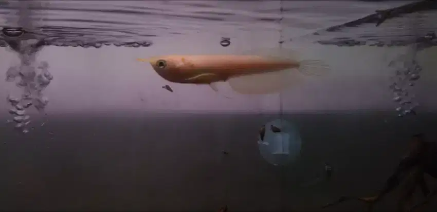 Arowana silber albino arwana silbino