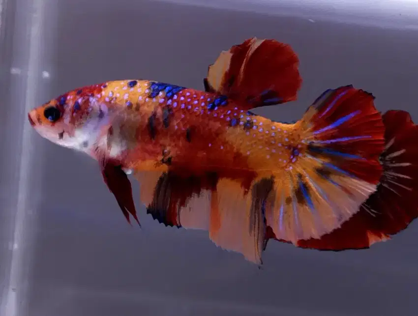 ikan cupang giant betina multicolor