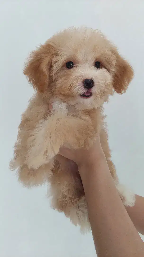 TOY POODLE BETINA MURAH MERIAH