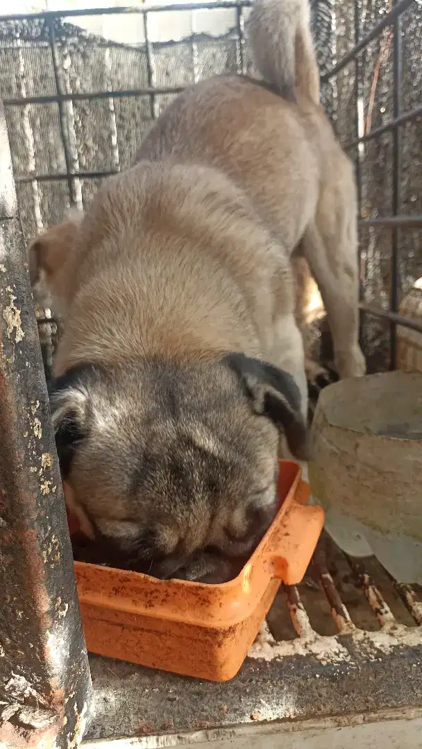 Pug dan anjing lucuu ras mini