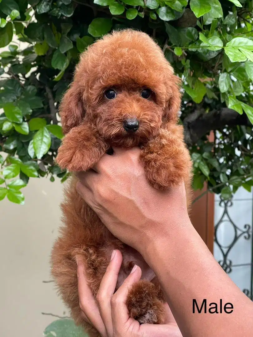 Anjing Poodle Jantan,Usia 2 bln,Stambum,Sudah Vaksin-Malang Area Only