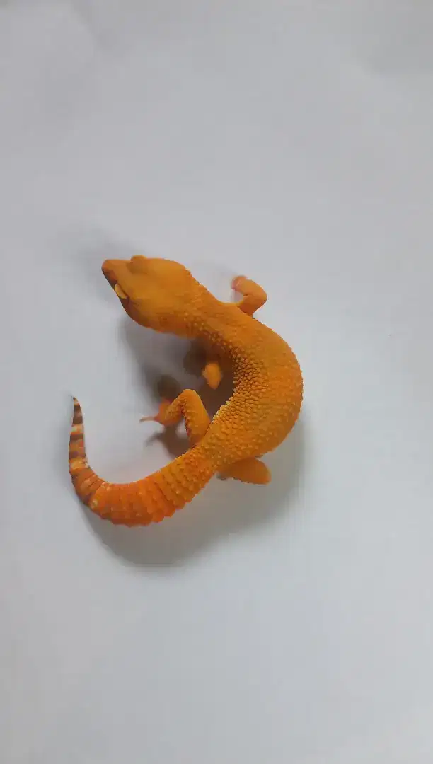 Leopard Gecko Indukan (Sunspot) BC13