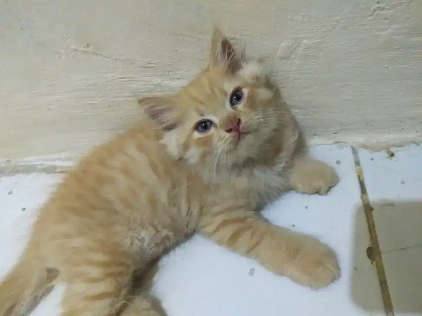 kucing persia kitten