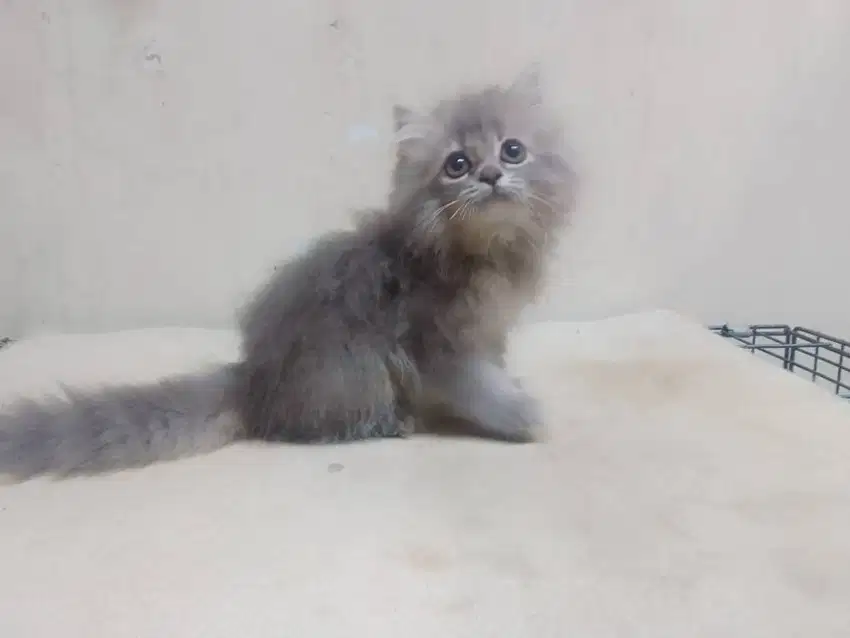 Lepas Adopt Kitten NS