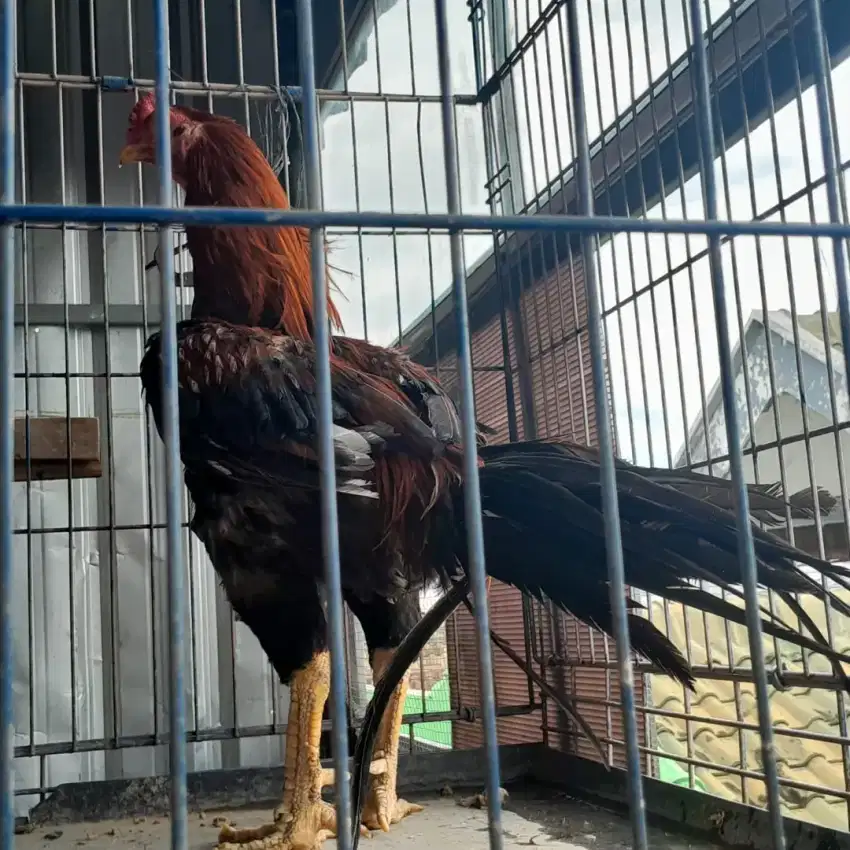 AYAM LIDI  Jantan dan Betina