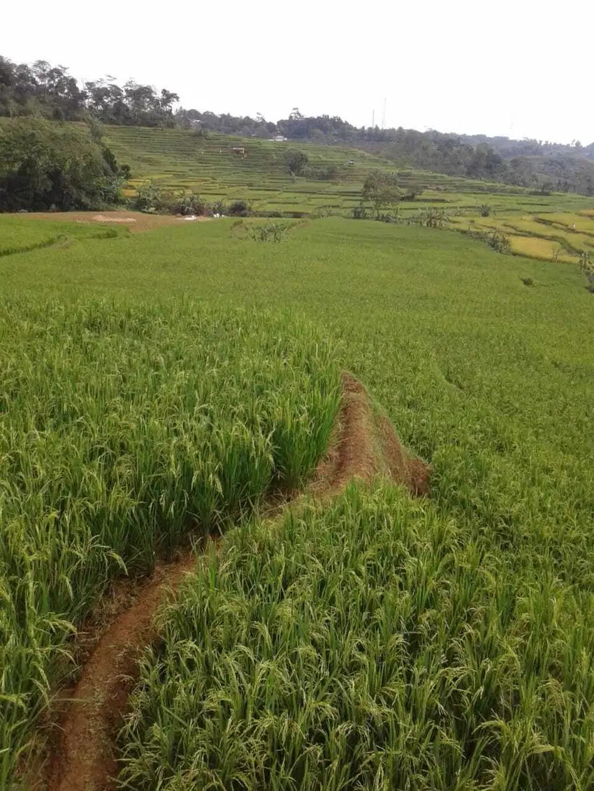 Tanah Sawah Lt 4405 m² di Nangewer Darangdan