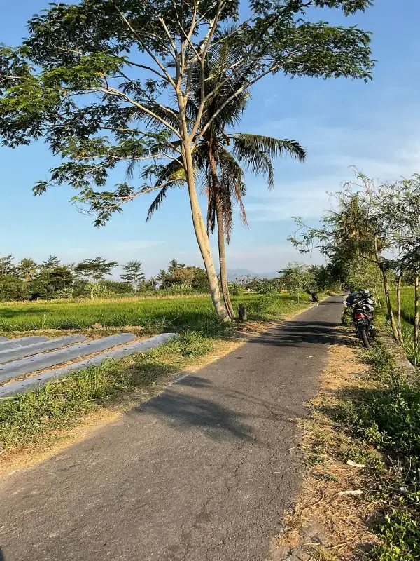 dijual sawah murah di widodomartani Ngemplak sleman