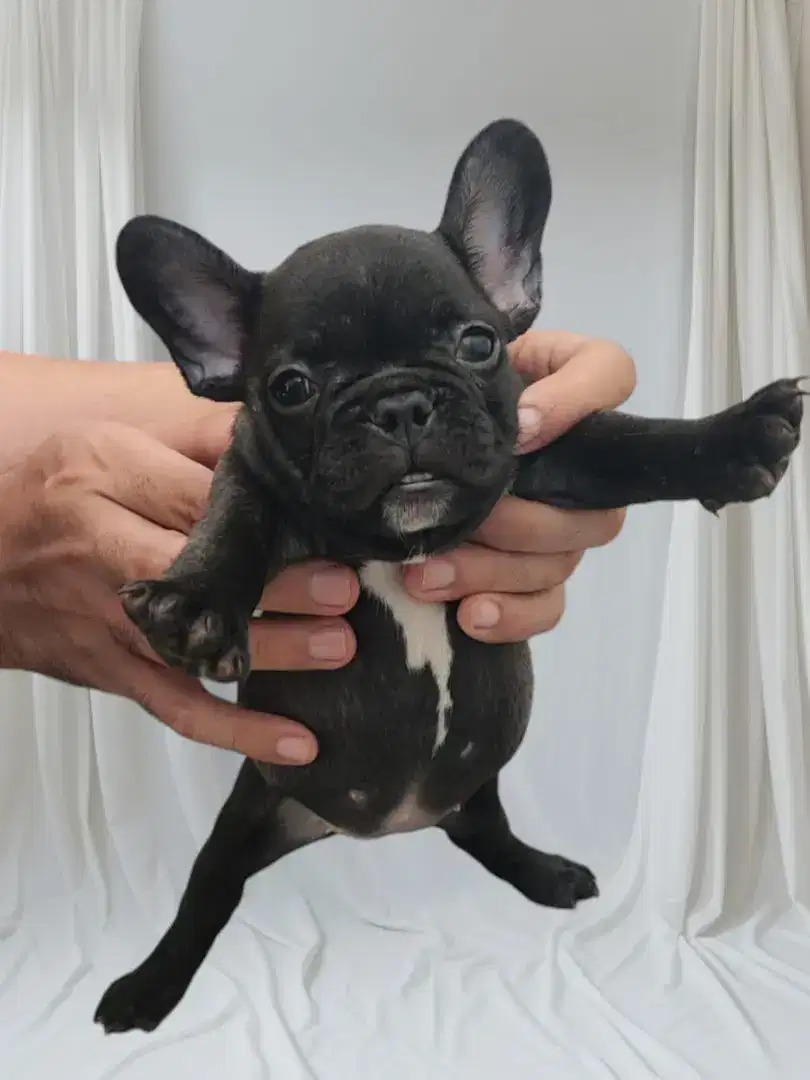 Jual Puppy French Bulldog, Frenchie kualitas Impor