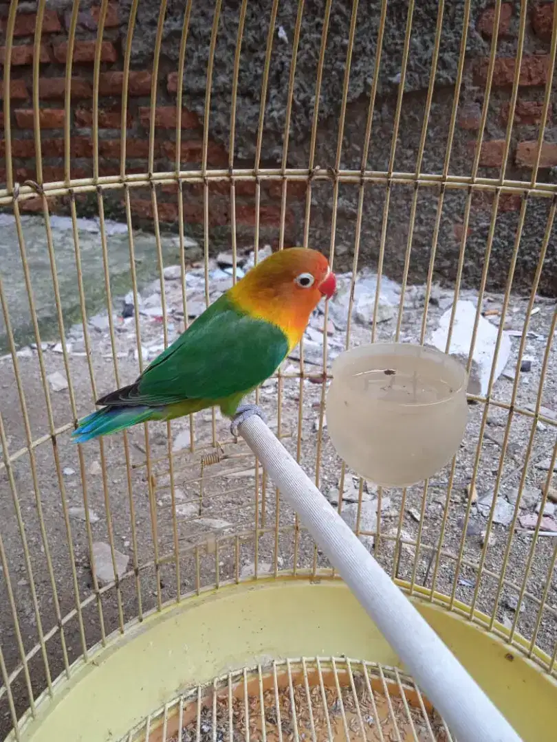 Burung Lovebird sudah ngekek 270 fs