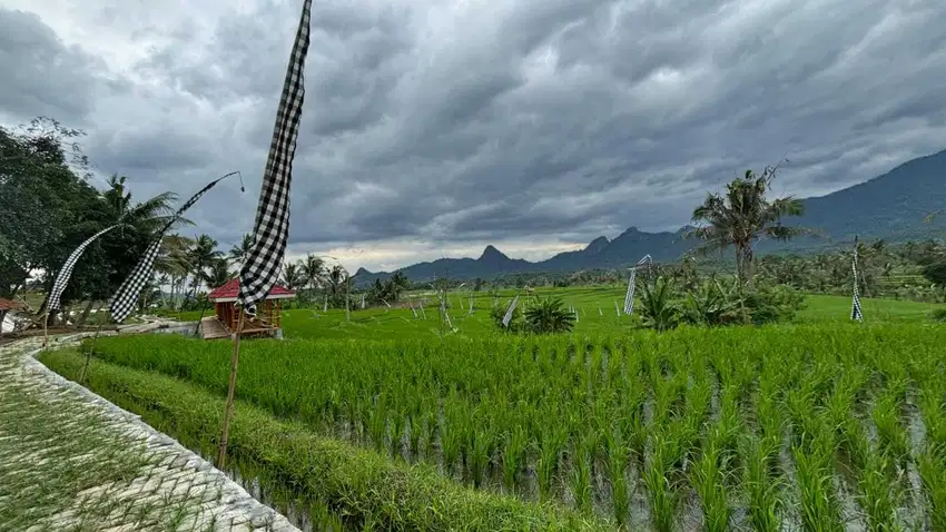 Kavling Sawah Produktif Bogor Dekat Jakarta Depok Cibarusah Bekasi SHM