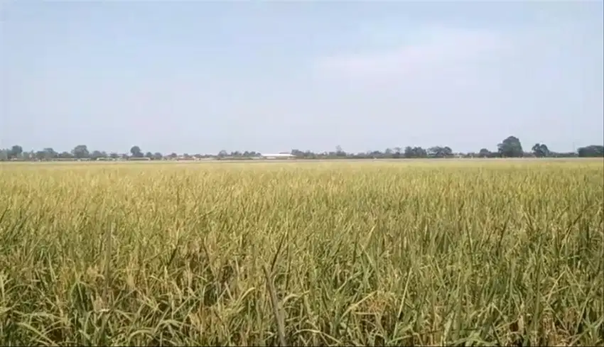 Tanah Sawah Produktif 30.ribu.m2 di Talagasari Karawang