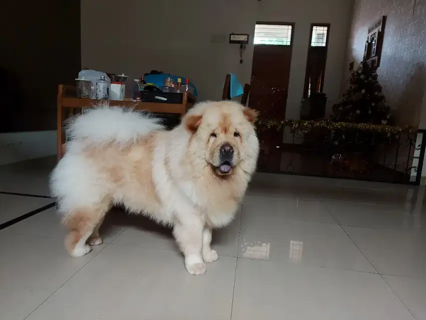 Chow chow,male,06 maret 2021