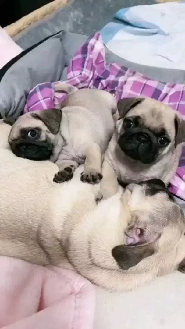 DIJUAL ANAK ANJING PUG STBM