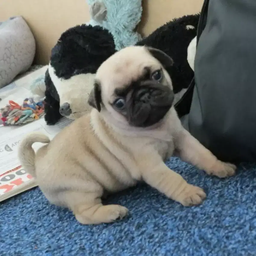 DIJUAL ANAK ANJING PUG (STBM)