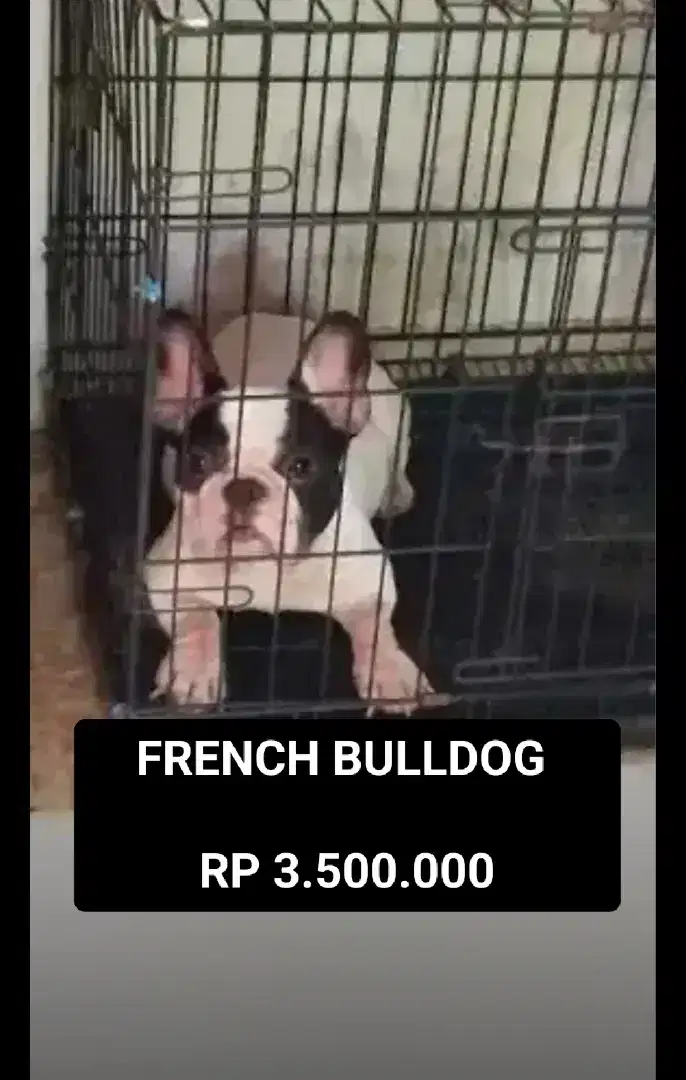 DIJUAL INDUKAN DOGY