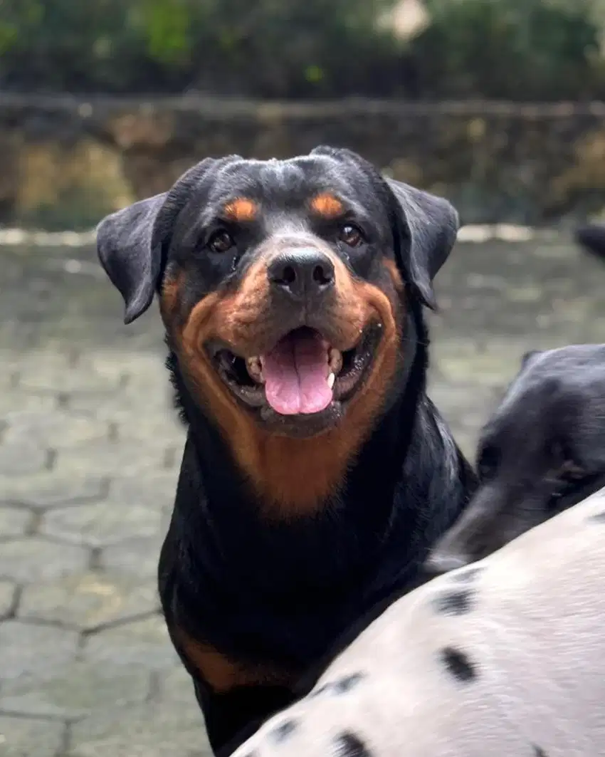 DIJUAL ROTTWEILER BETINA