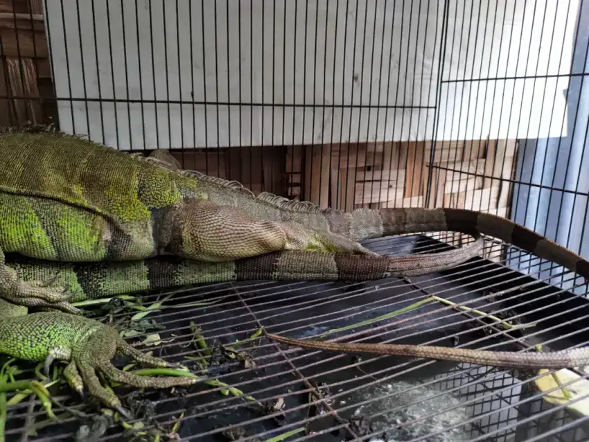 Iguana 3 ekor (2 jantan 1 betina)