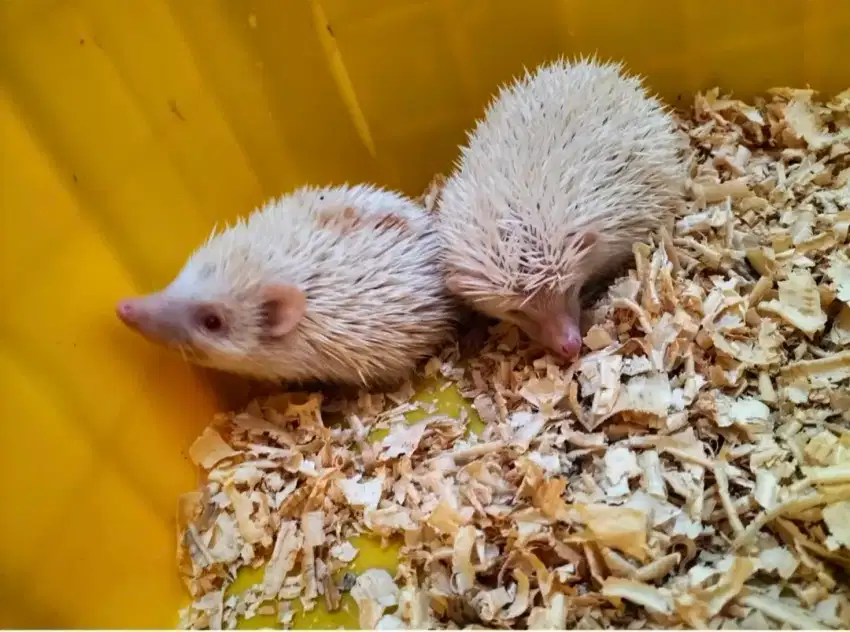 Landak mini hedgehog albino usia 2 bulan