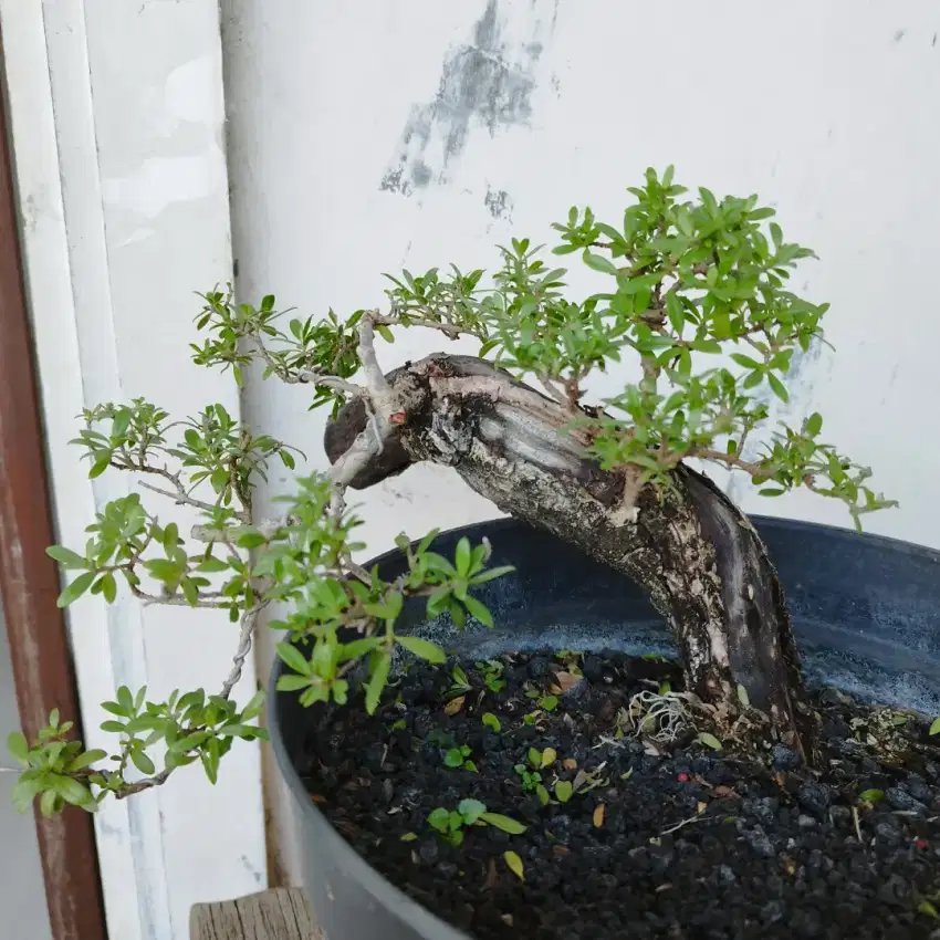 Bonsai Santigi Dongkelan