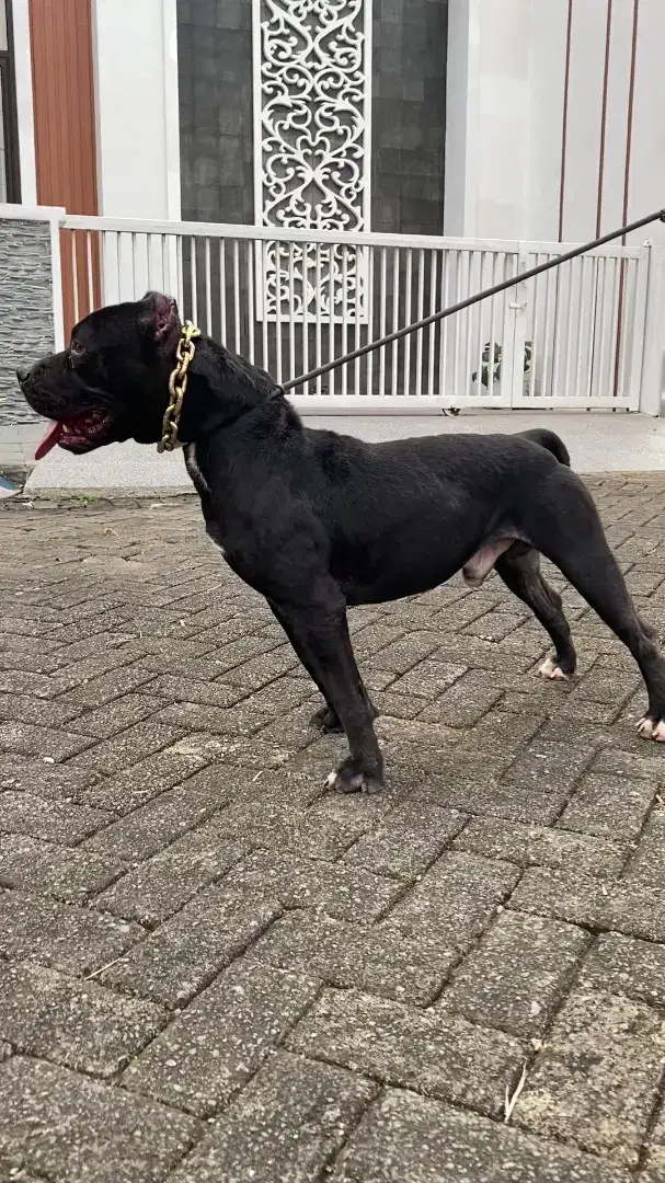 Pitbull pejantan hitam