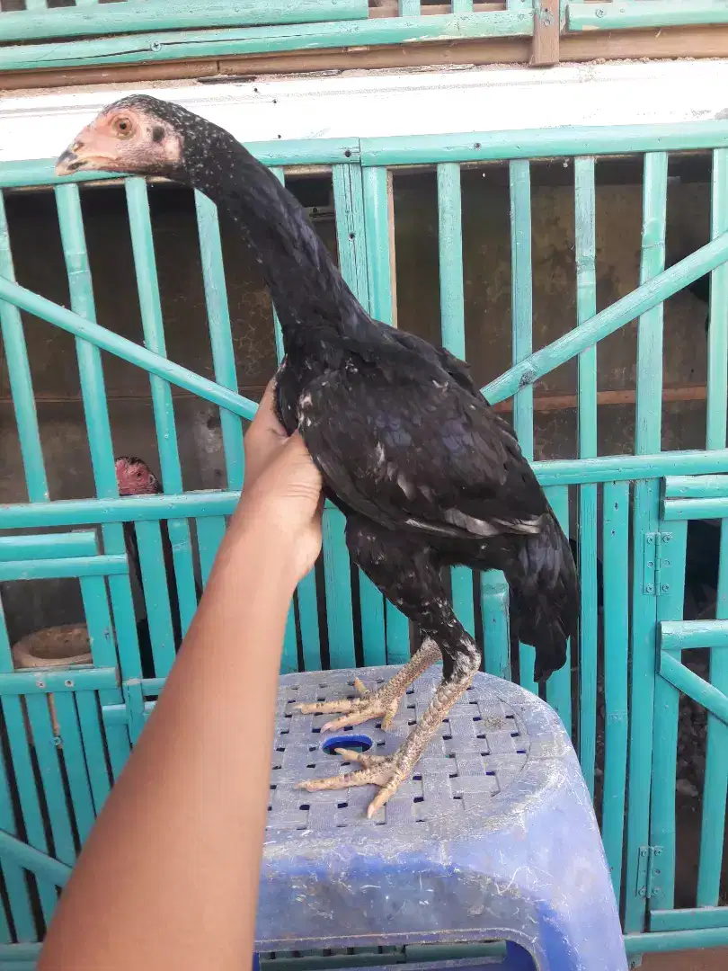 Ayam bangkok, mangon, pama