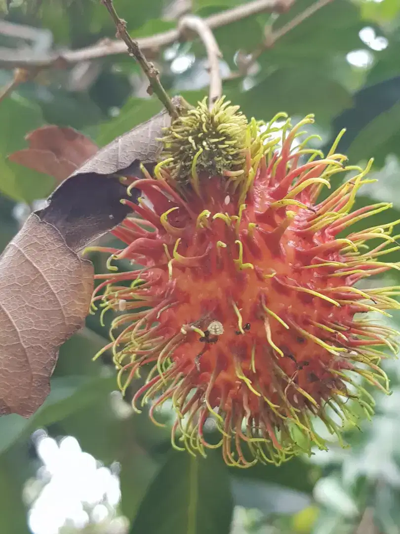 Babat Rambutan Lebak Buluih ( Nona)