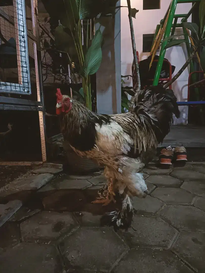 Ayam Brahma Jantan