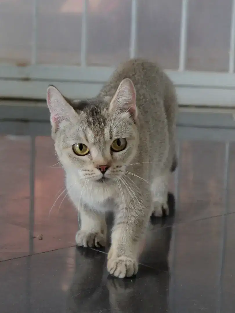 British Shorthair (BSH) Munchkin