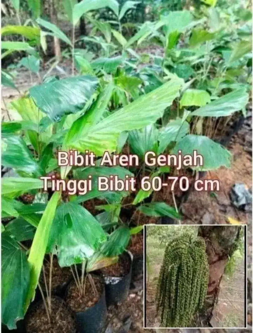 Aren Genjah 50 cm