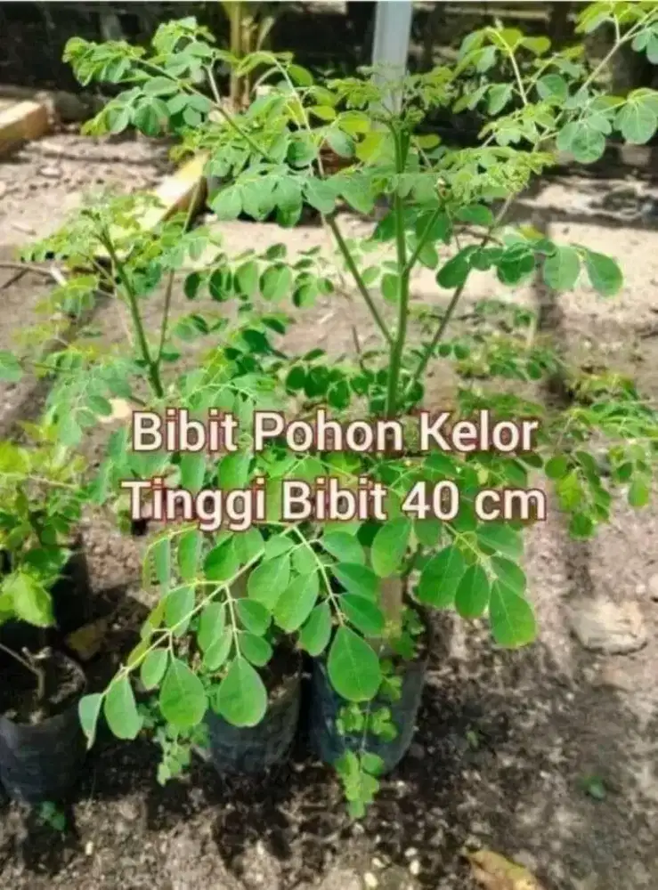 Kelor Bibit Pohon Tinggi 50 cm Up