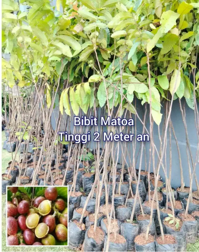 Matoa Bibit Stek Tinggi Tinggi 2 Meter an