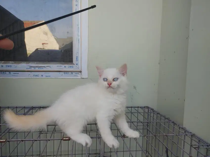 Kucing kitten persia redpoint / himalaya / anggora / peaknose flatnose