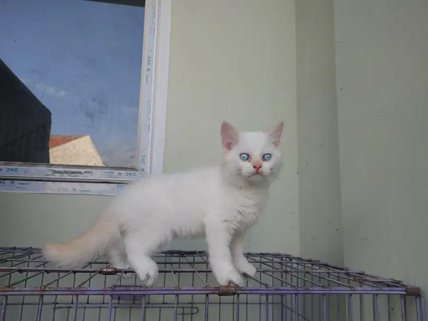 Kucing kitten persia redpoint / anggora / peaknose / himalaya flatnose