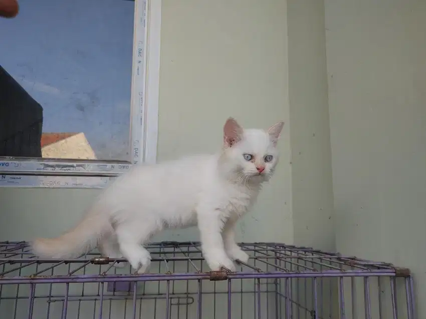 Kucing kitten persia redpoint / himalaya / peaknose / anggora flatnose