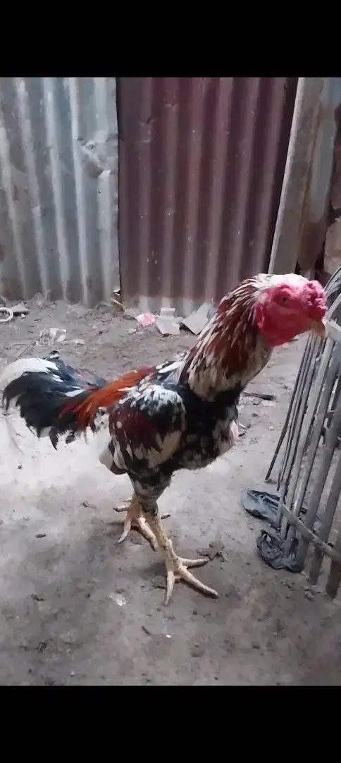 Ayam siam bangkok umur 1 tahun