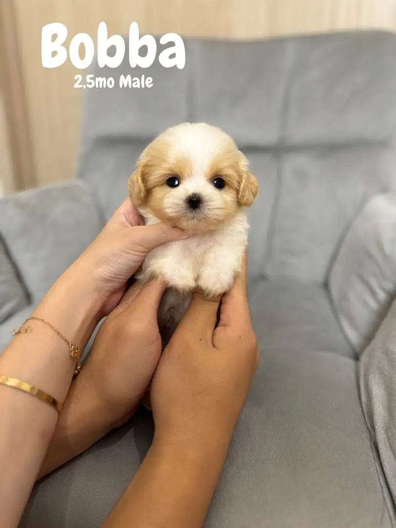 MALTIPOO puppies teacup maltipoo poodle pudel podel maltese anjing