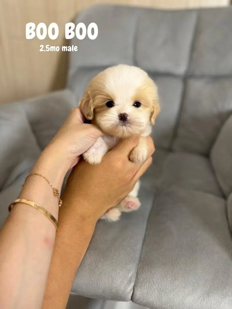 MALTIPOO puppies anjing lucu maltese poodle podel pudel doggy teacup