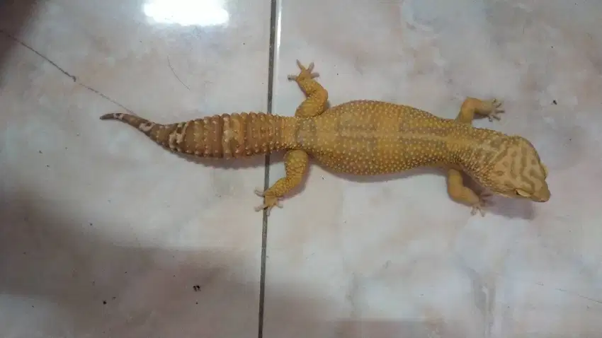 Gecko Tremper Albino Giant