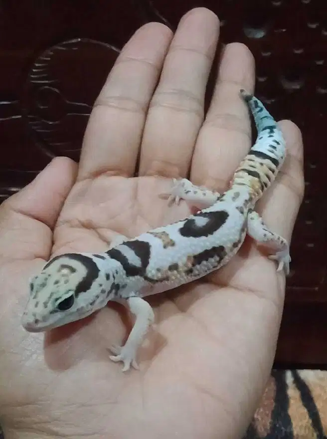 Gecko AFT WO HET OREO