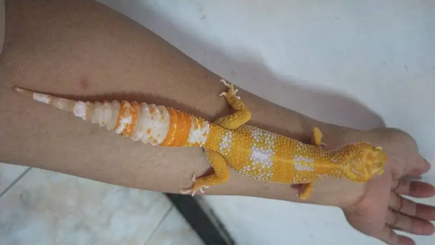 Gecko Tremper Lavender bagus