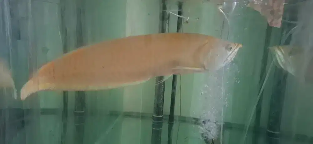 Silver albino 80cm