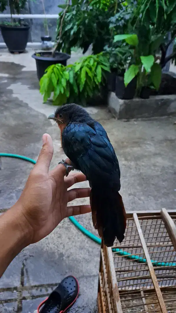 Burung kadalan birah