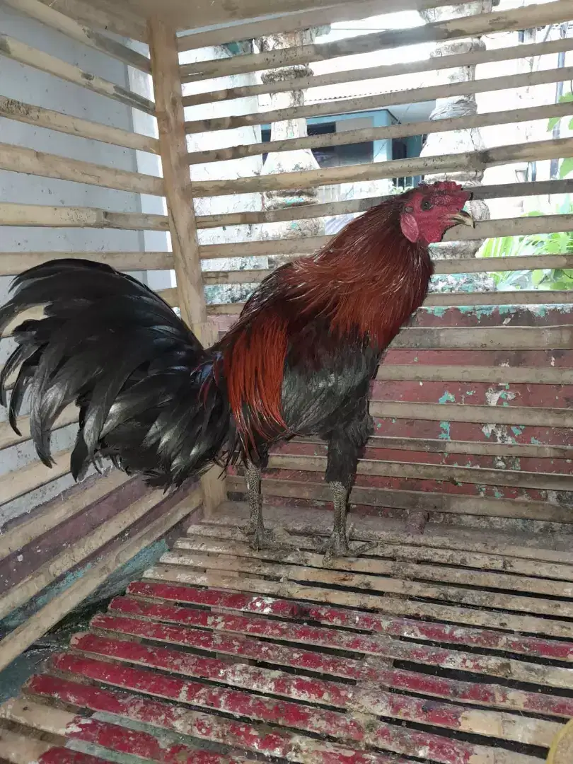 Ayam Jantan silangan cemani & kampung