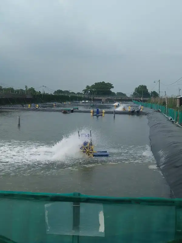 Dijual Tambak Udang Fanami Masih Aktif Desa Permisan Porong