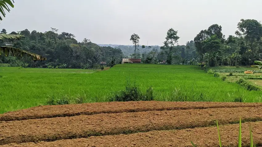 JUAL TANAH  SAWAH PRODUKTIF  MEMILIKI MATA AIR.