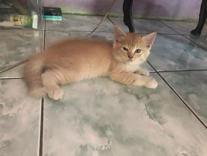 open adopt kitten persia