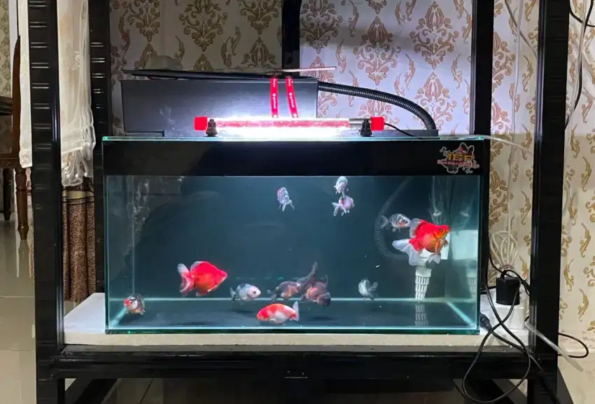 Aquarium UK 60x30x30