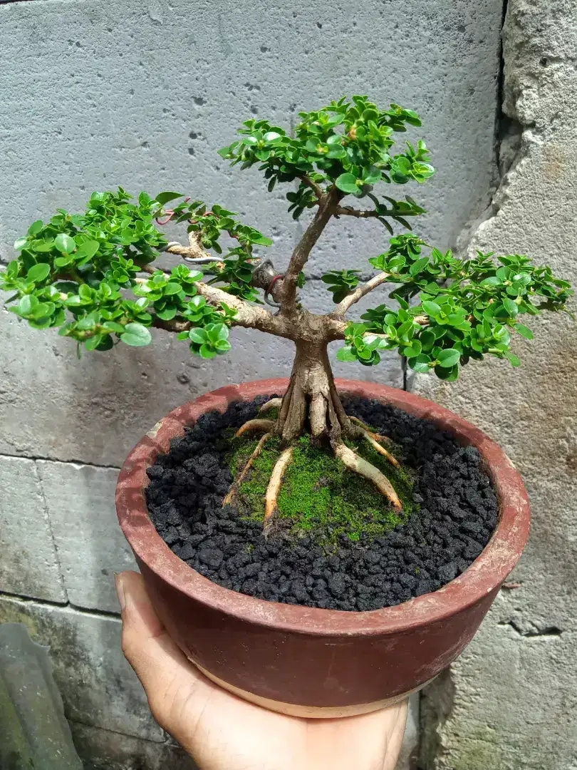 Bonsai Sancang Pecah Batang